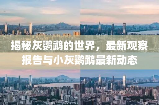 揭秘灰鸚鵡的世界，最新觀察報(bào)告與小灰鸚鵡最新動(dòng)態(tài)