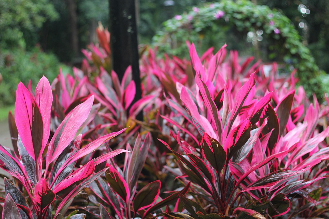 香港澳門開獎結(jié)果,植物保護,復古風格EZ811.616