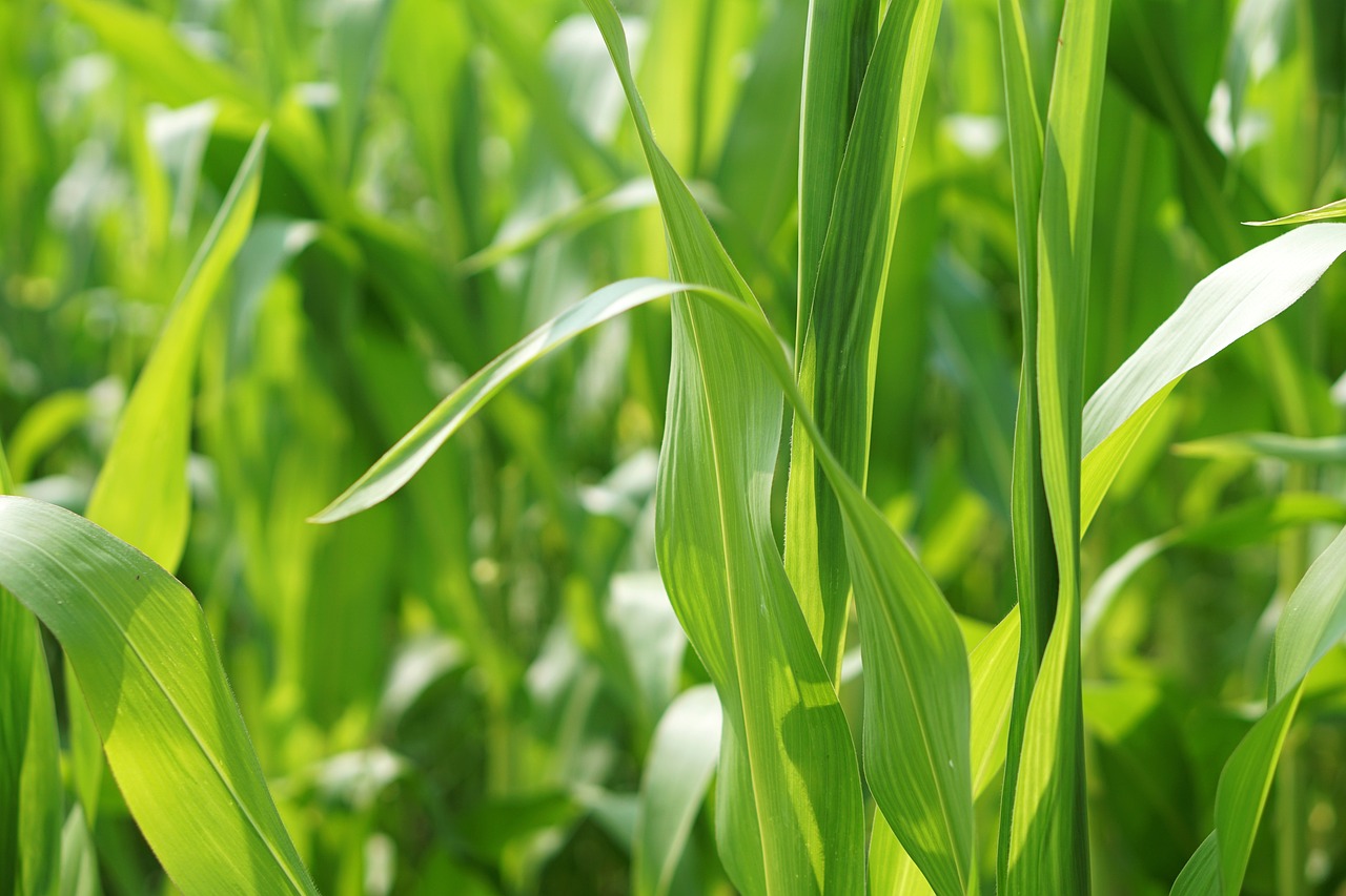 菏澤蒜薹最新行情及價格分析