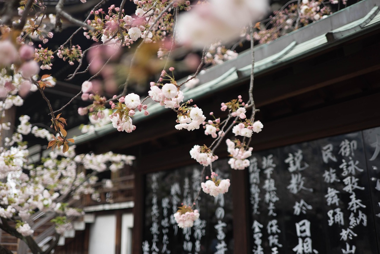 櫻花風(fēng)車(chē)動(dòng)漫，探索日本文化的獨(dú)特魅力