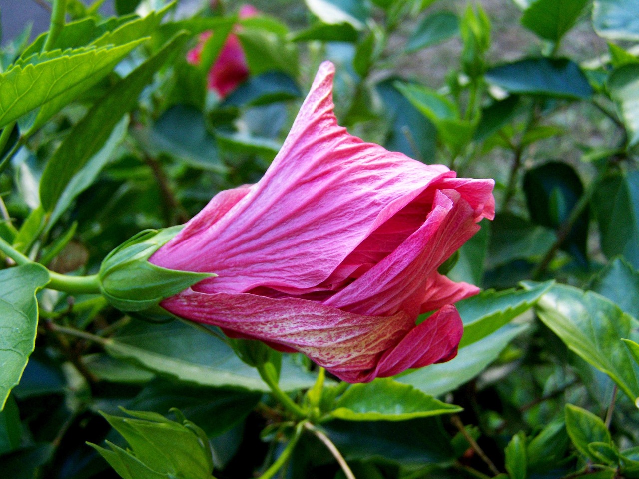 芍藥價(jià)格全面解析，影響價(jià)格的多種因素探究