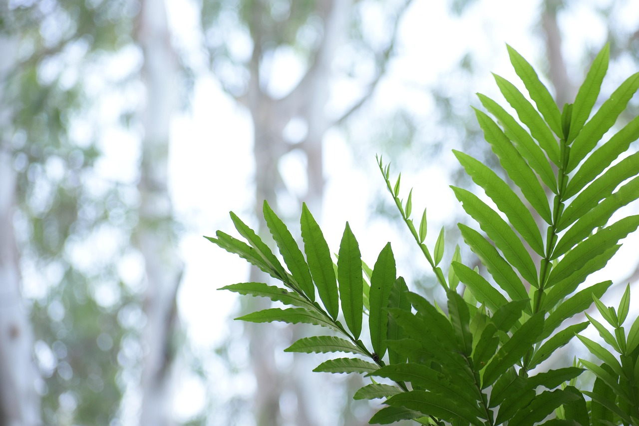 動漫草，生長中的文化綠洲