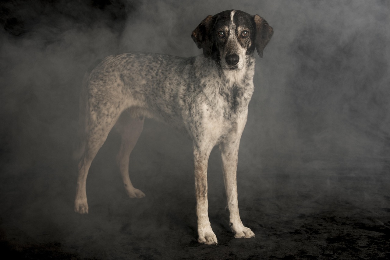 最新狗糧盤點(diǎn)，為愛寵犬精選最佳口糧
