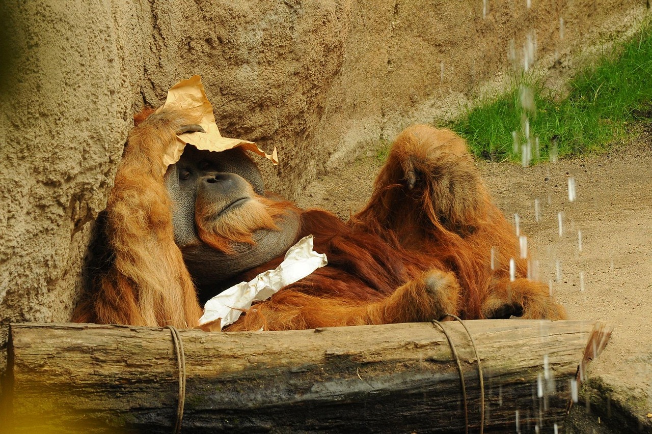 動漫動物頭像，獨特藝術(shù)表現(xiàn)與文化魅力的展現(xiàn)